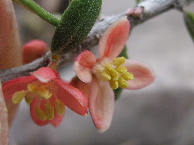 Castela erecta ssp. texana (Texan goatbush) #76306