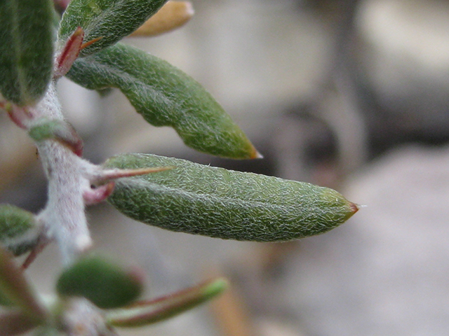 Castela erecta ssp. texana (Texan goatbush) #76307