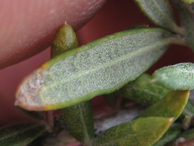 Castela erecta ssp. texana (Texan goatbush) #76308