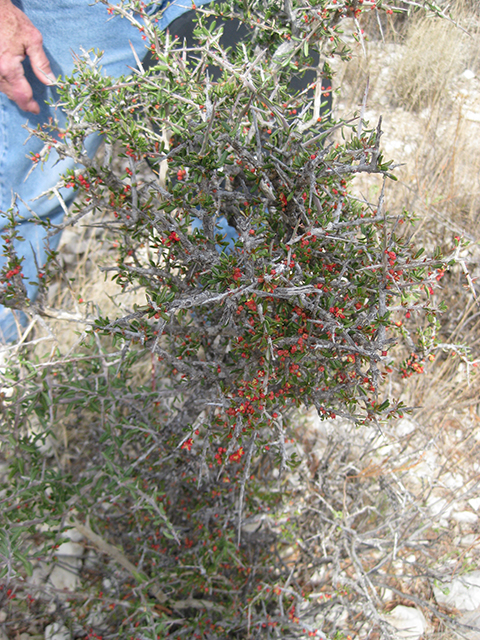 Castela erecta ssp. texana (Texan goatbush) #76309