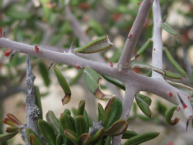 Castela erecta ssp. texana (Texan goatbush) #76310
