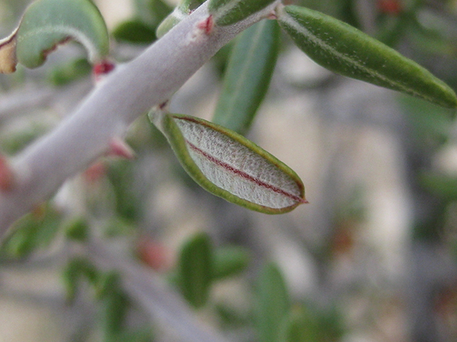 Castela erecta ssp. texana (Texan goatbush) #76311