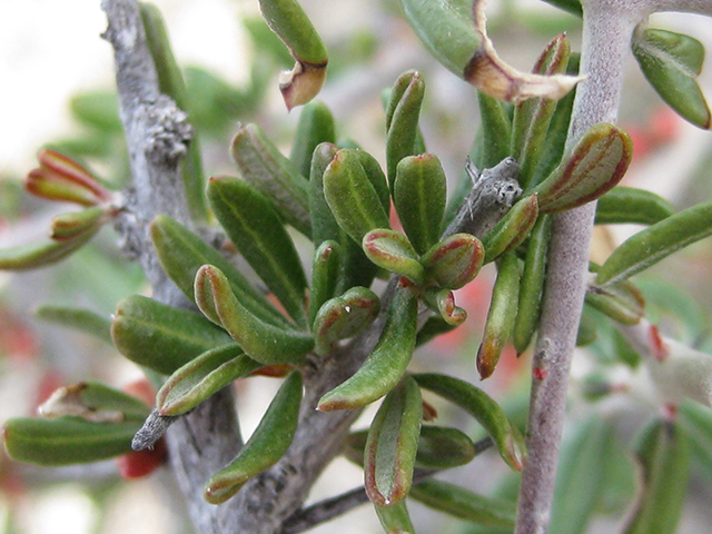Castela erecta ssp. texana (Texan goatbush) #76312