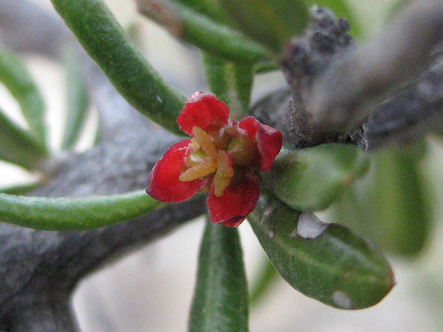 Castela erecta ssp. texana (Texan goatbush) #76313