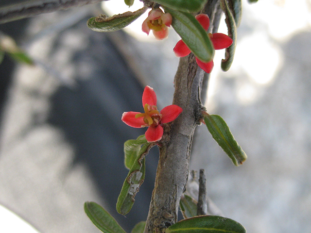 Castela erecta ssp. texana (Texan goatbush) #76315
