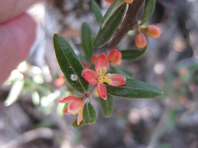 Castela erecta ssp. texana (Texan goatbush) #76316