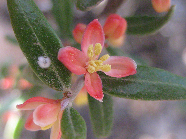 Castela erecta ssp. texana (Texan goatbush) #76317