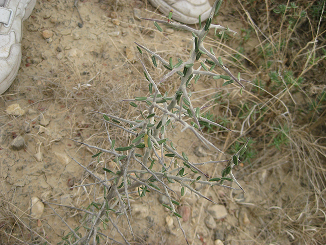 Castela erecta ssp. texana (Texan goatbush) #76319