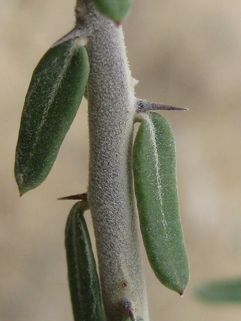 Castela erecta ssp. texana (Texan goatbush) #76320