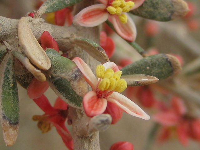 Castela erecta ssp. texana (Texan goatbush) #76321