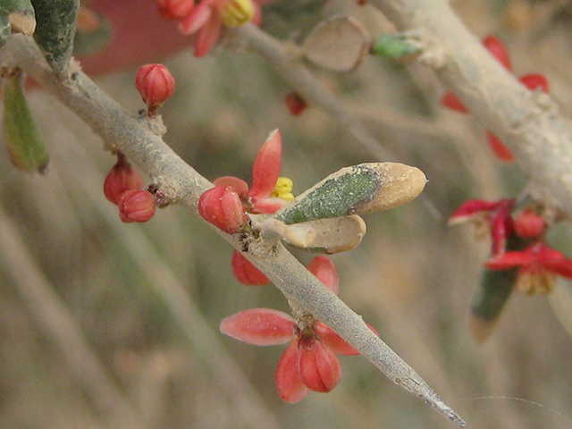 Castela erecta ssp. texana (Texan goatbush) #76323