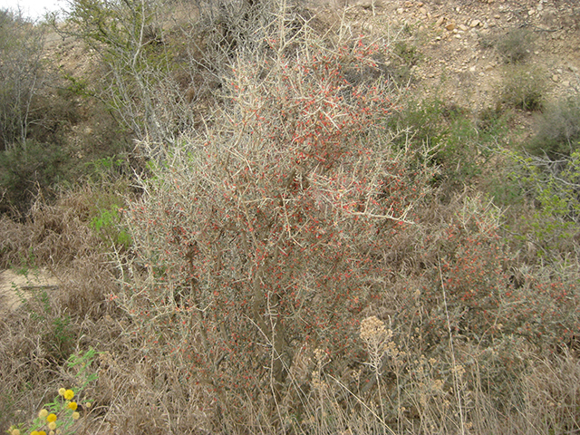 Castela erecta ssp. texana (Texan goatbush) #76324