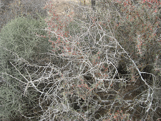 Castela erecta ssp. texana (Texan goatbush) #76325