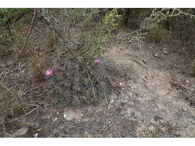 Coryphantha macromeris var. runyonii (Runyon's beehive cactus) #76326