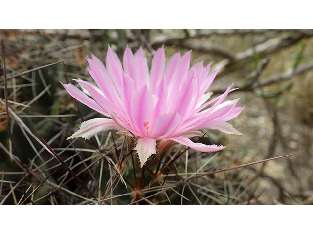 Coryphantha macromeris var. runyonii (Runyon's beehive cactus) #76327