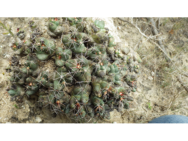Coryphantha macromeris var. runyonii (Runyon's beehive cactus) #76329
