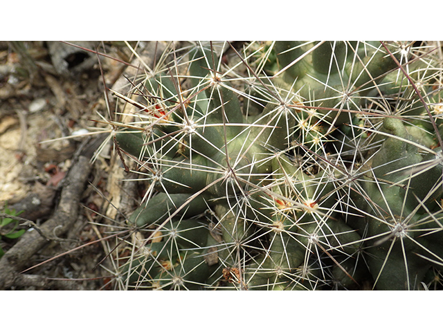 Coryphantha macromeris var. runyonii (Runyon's beehive cactus) #76330