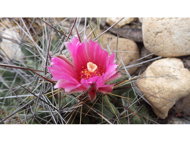 Coryphantha macromeris var. runyonii (Runyon's beehive cactus) #76331