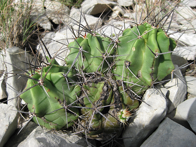 Echinocereus coccineus (Scarlet hedgehog cactus) #76339