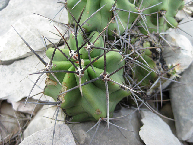 Echinocereus coccineus (Scarlet hedgehog cactus) #76340
