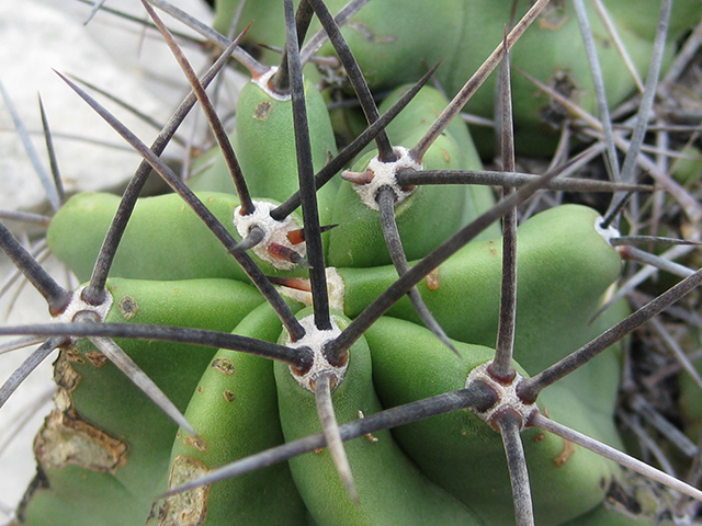 Echinocereus coccineus (Scarlet hedgehog cactus) #76341