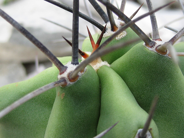 Echinocereus coccineus (Scarlet hedgehog cactus) #76342