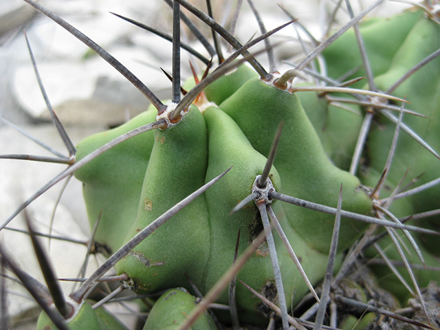Echinocereus coccineus (Scarlet hedgehog cactus) #76343