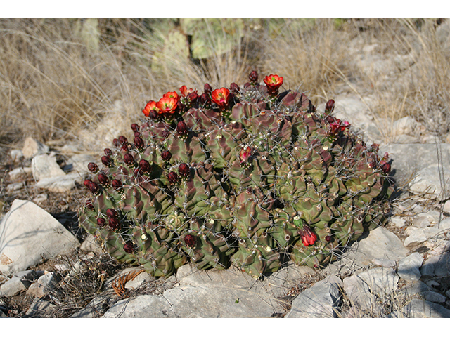 Echinocereus coccineus (Scarlet hedgehog cactus) #76344