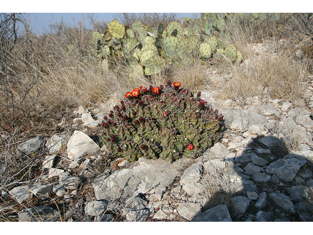 Echinocereus coccineus (Scarlet hedgehog cactus) #76345