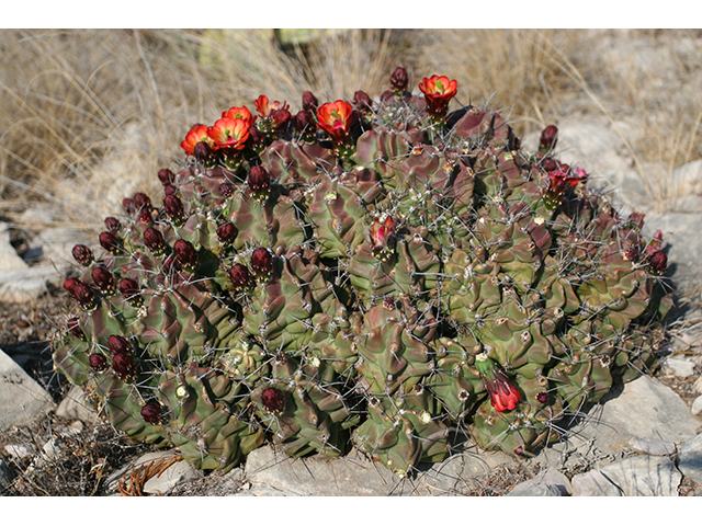 Echinocereus coccineus (Scarlet hedgehog cactus) #76346