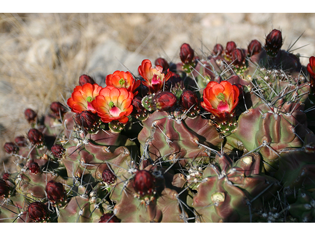 Echinocereus coccineus (Scarlet hedgehog cactus) #76347