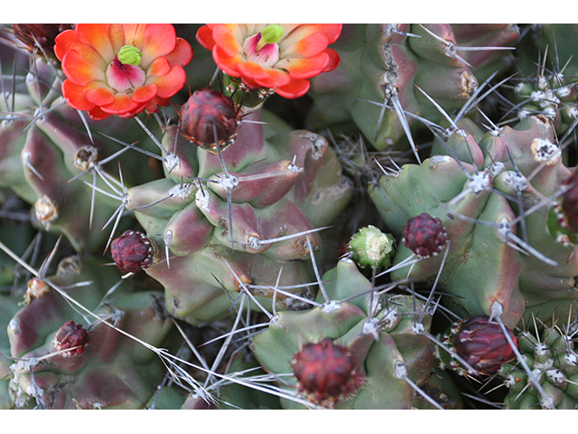 Echinocereus coccineus (Scarlet hedgehog cactus) #76349