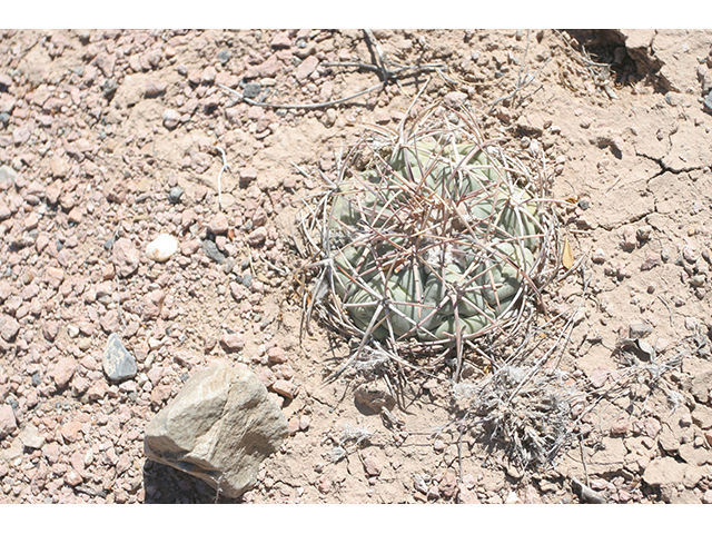 Echinocactus horizonthalonius (Devilshead) #76369
