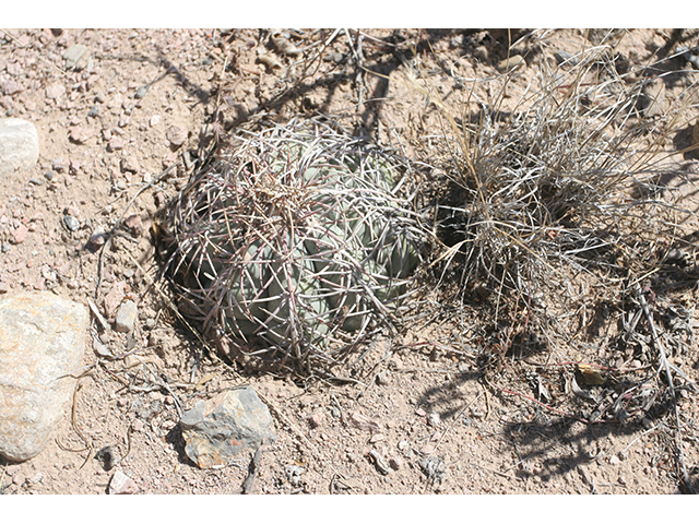 Echinocactus horizonthalonius (Devilshead) #76370