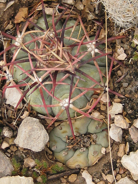 Echinocactus horizonthalonius (Devilshead) #76373