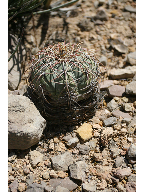 Echinocactus horizonthalonius (Devilshead) #76374
