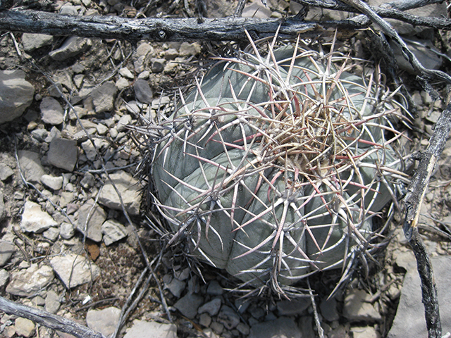 Echinocactus horizonthalonius (Devilshead) #76375