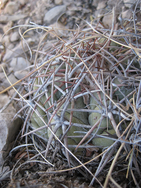 Echinocactus horizonthalonius (Devilshead) #76378