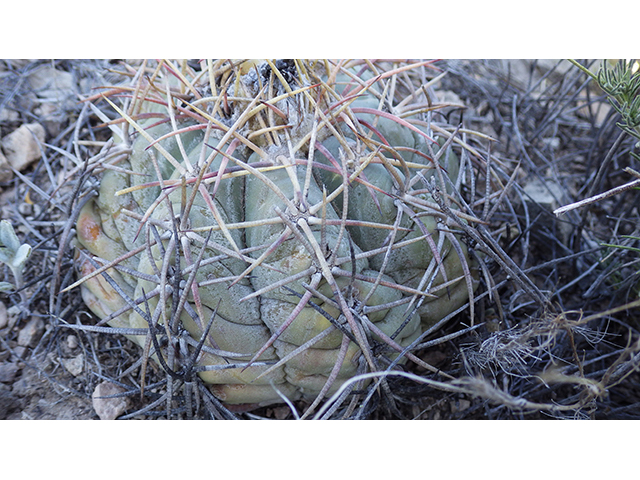 Echinocactus horizonthalonius (Devilshead) #76380