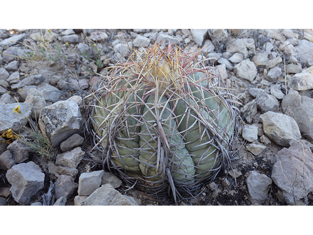 Echinocactus horizonthalonius (Devilshead) #76381