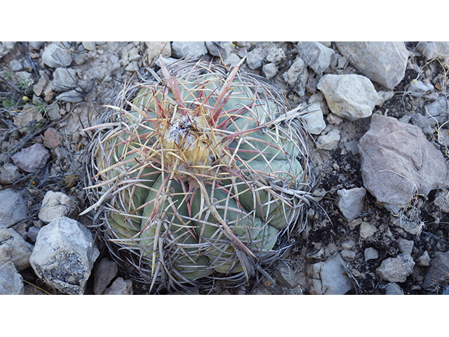 Echinocactus horizonthalonius (Devilshead) #76382