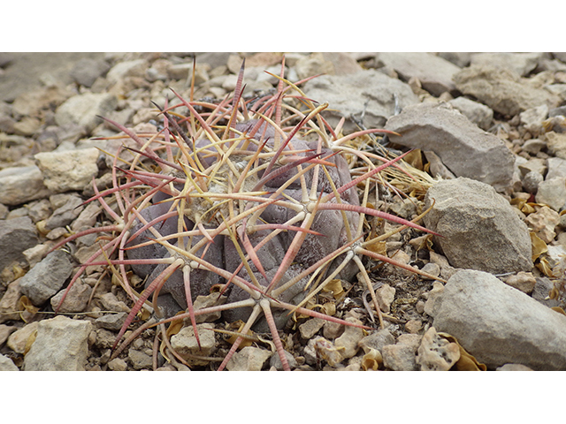Echinocactus horizonthalonius (Devilshead) #76384
