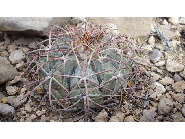 Echinocactus horizonthalonius (Devilshead) #76385