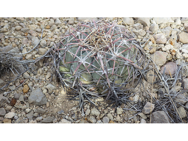 Echinocactus horizonthalonius (Devilshead) #76389