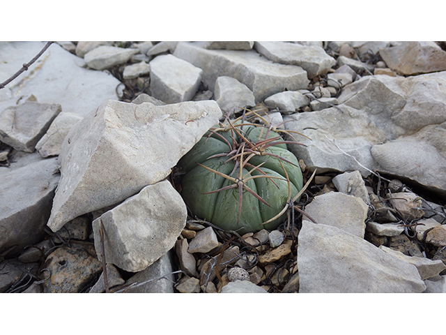 Echinocactus horizonthalonius (Devilshead) #76392