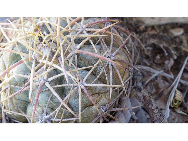 Echinocactus horizonthalonius (Devilshead) #76393