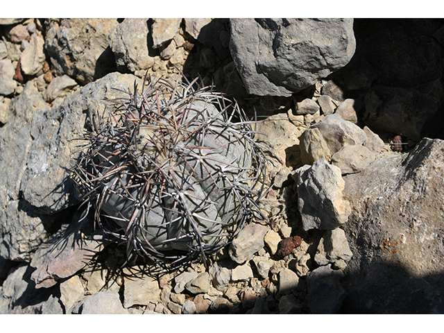 Echinocactus horizonthalonius (Devilshead) #76394