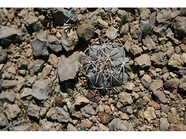 Echinocactus horizonthalonius (Devilshead) #76395