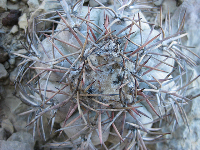 Echinocactus horizonthalonius (Devilshead) #76397