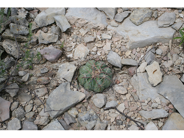 Echinocactus horizonthalonius (Devilshead) #76399